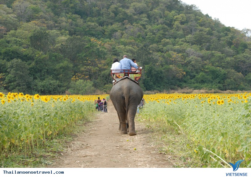 Lop Buri ẩn chứa cánh đồng hoa hướng dương rực rỡ của Thái Lan - Ảnh 3 Lop Buri ẩn chứa cánh đồng hoa hướng dương rực rỡ của Thái Lan - Ảnh 3