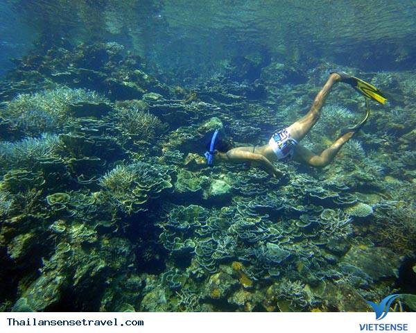 Đảo Koh Tao - nơi tốt nhất để học lặn Đảo Koh Tao - nơi tốt nhất để học lặn