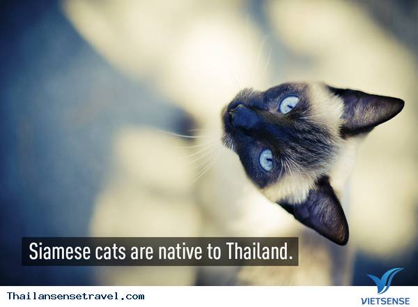 Giống mèo Xiêm (Siamese cat) có nguồn gốc từ Thái Lan