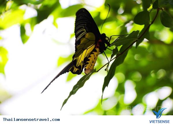 Ghé thăm vườn bướm Bangkok Butterfly Garden & Insectarium Ghé thăm vườn bướm Bangkok Butterfly Garden & Insectarium