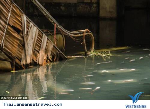 Bangkok: Hàng ngàn cá chép chiếm cứ đại siêu thị - 4 Bangkok: Hàng ngàn cá chép chiếm cứ đại siêu thị - 4