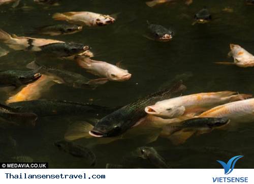 Bangkok: Hàng ngàn cá chép chiếm cứ đại siêu thị - 5 Bangkok: Hàng ngàn cá chép chiếm cứ đại siêu thị - 5