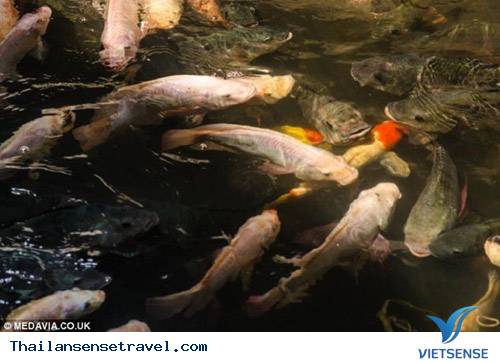 Bangkok: Hàng ngàn cá chép chiếm cứ đại siêu thị - 6 Bangkok: Hàng ngàn cá chép chiếm cứ đại siêu thị - 6