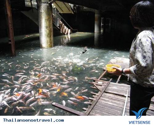 Bangkok: Hàng ngàn cá chép chiếm cứ đại siêu thị - 7 Bangkok: Hàng ngàn cá chép chiếm cứ đại siêu thị - 7