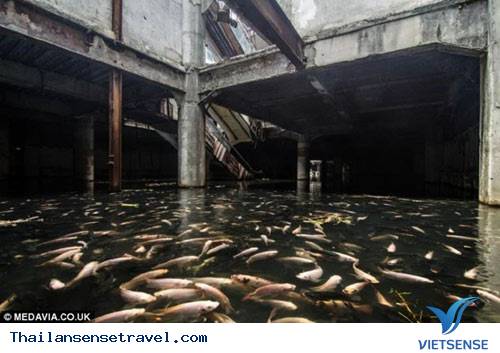 Bangkok: Hàng ngàn cá chép chiếm cứ đại siêu thị - 3 Bangkok: Hàng ngàn cá chép chiếm cứ đại siêu thị - 3