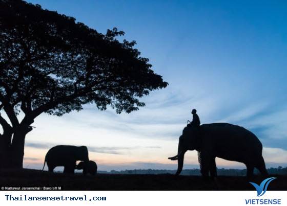 Hành trình thuần phục những con vật khổng lồ của bộ tộc Suay - Ảnh 1