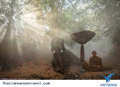 Hành trình thuần phục những con vật khổng lồ của bộ tộc Suay - Ảnh 8