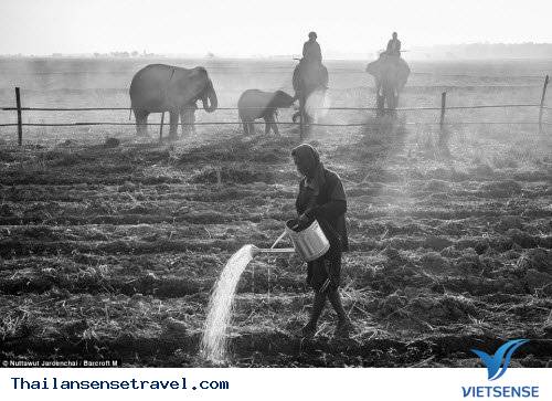 Hành trình thuần phục những con vật khổng lồ của bộ tộc Suay - Ảnh 7