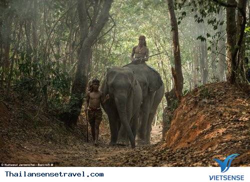 Hành trình thuần phục những con vật khổng lồ của bộ tộc Suay - Ảnh 5