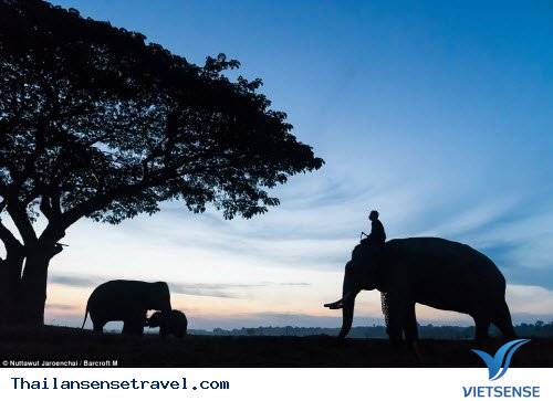 Hành trình thuần phục những con vật khổng lồ của bộ tộc Suay - Ảnh 3