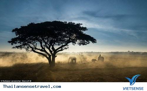 Hành trình thuần phục những con vật khổng lồ của bộ tộc Suay - Ảnh 10