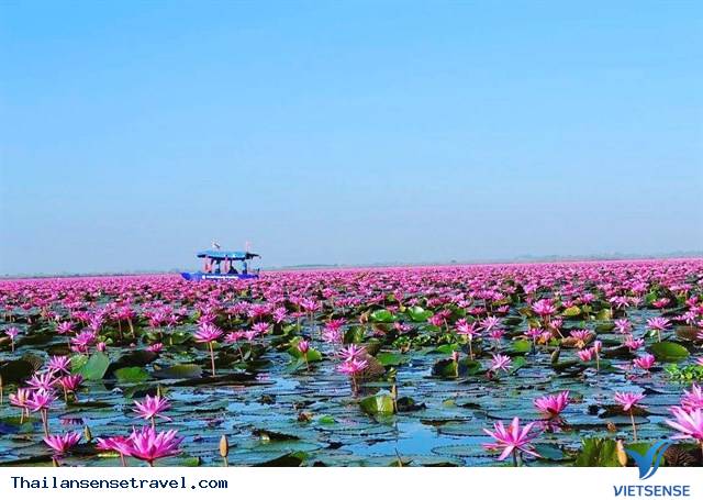 Thăm thú hồ hoa súng đẹp tuyệt vời ở vùng Udon Thani, Thái Lan