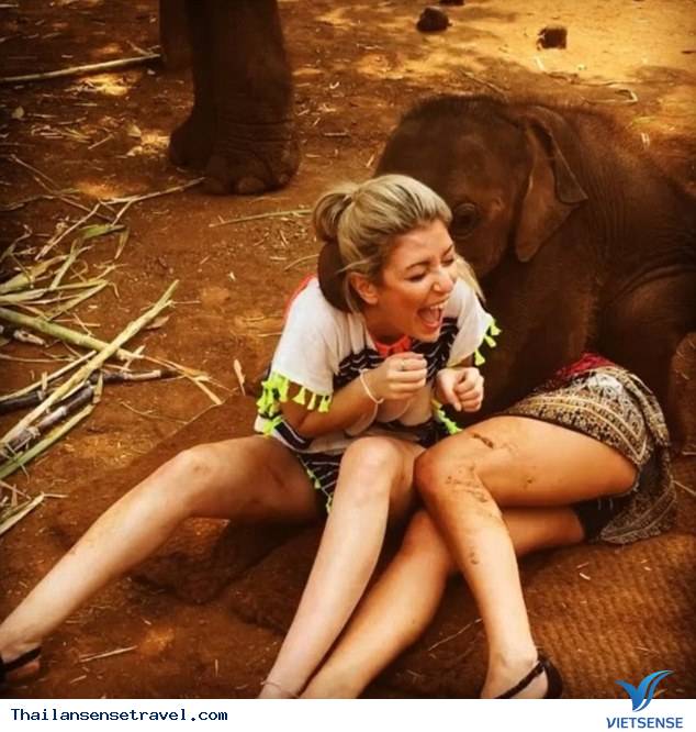 Chú voi con thân thiện nhất Thái Lan - Ảnh 3 Chú voi con thân thiện nhất Thái Lan - Ảnh 3