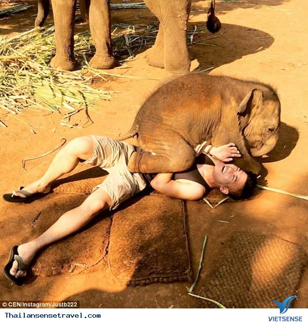 Chú voi con thân thiện nhất Thái Lan - Ảnh 2 Chú voi con thân thiện nhất Thái Lan - Ảnh 2