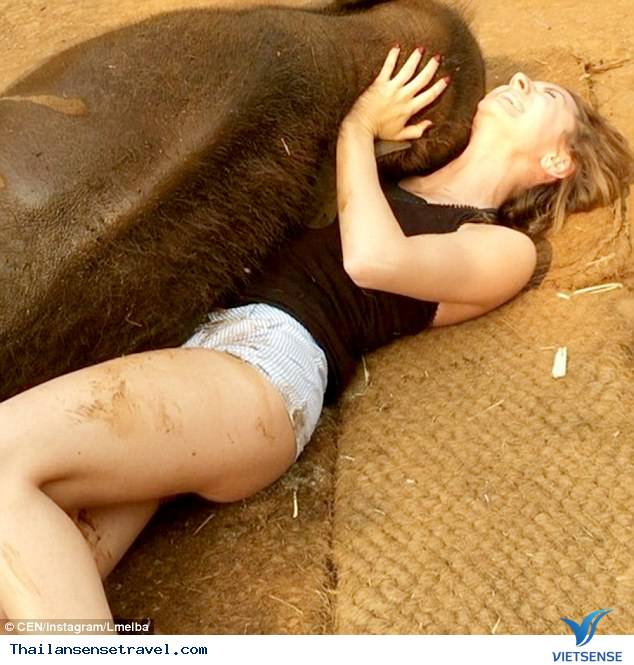 Chú voi con thân thiện nhất Thái Lan - Ảnh 4 Chú voi con thân thiện nhất Thái Lan - Ảnh 4