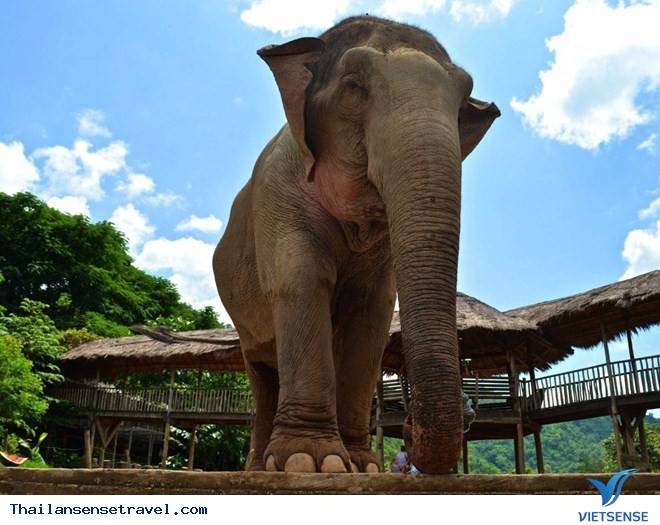 Công viên Voi ở Chiang Mai