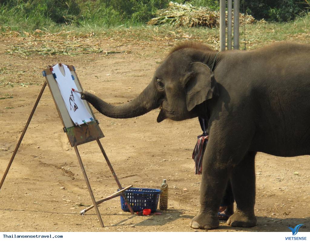 Công viên động vật Công viên động vật