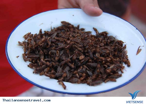 Đến Thái Lan ăn côn trùng - Ảnh 20