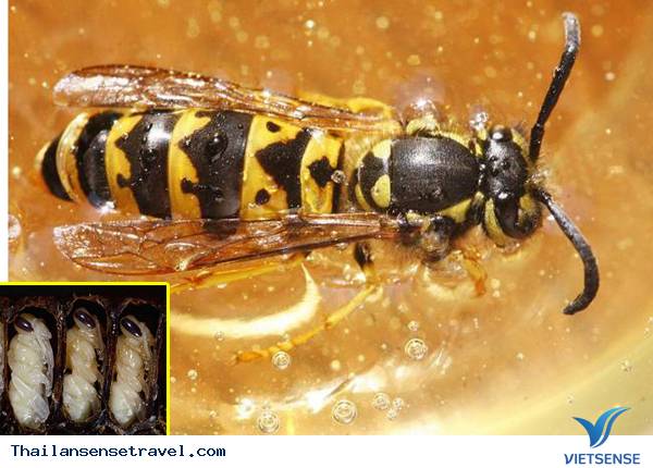Đến Thái Lan ăn côn trùng - Ảnh 16