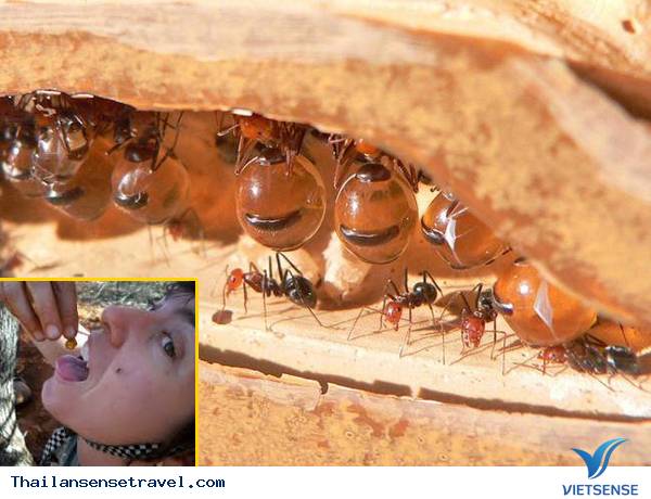 Đến Thái Lan ăn côn trùng - Ảnh 8