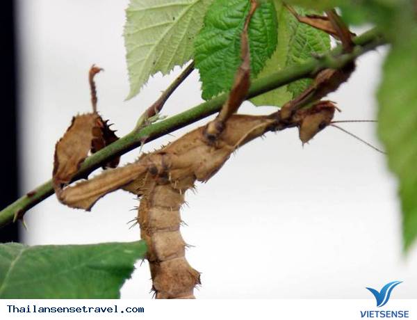 Đến Thái Lan ăn côn trùng - Ảnh 14