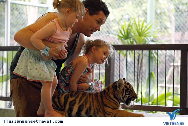Đùa giỡn với hổ khi ở đảo Phuket - Ảnh 4 Đùa giỡn với hổ khi ở đảo Phuket - Ảnh 4