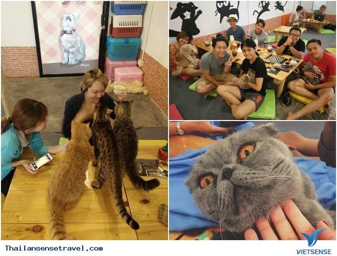 Big Dog Cafe Big Dog Cafe