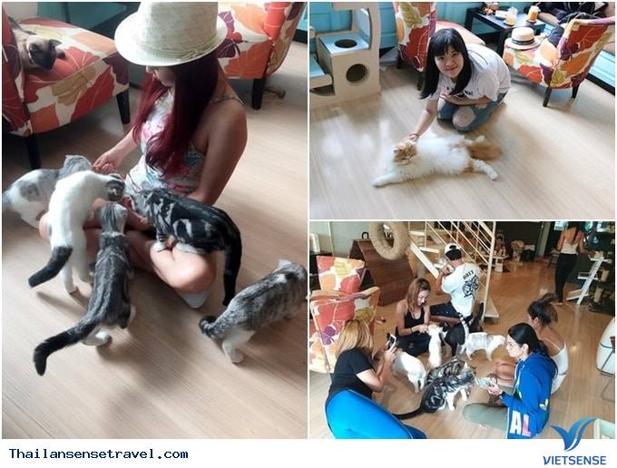 D Cat cafe ở Hua Hin D Cat cafe ở Hua Hin