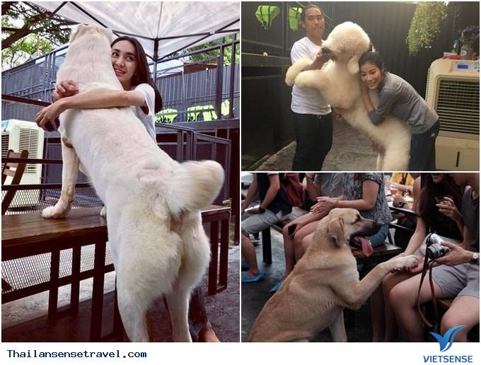 Ngôi nhà Rabbito’ cafe’ Ngôi nhà Rabbito’ cafe’