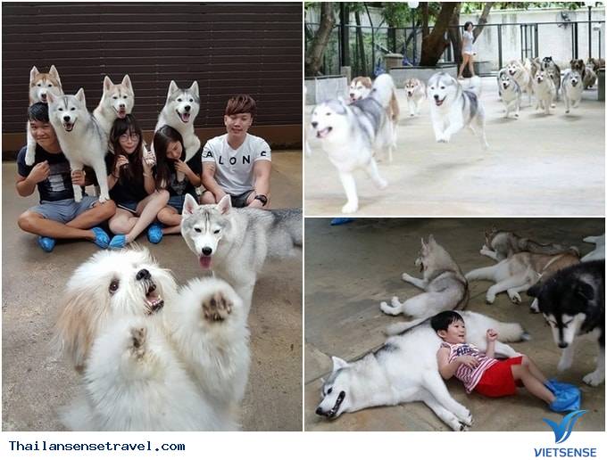 Khám phá 5 quán cafe thú cưng luôn đông khách tại Thái Lan - Ảnh 1 Khám phá 5 quán cafe thú cưng luôn đông khách tại Thái Lan - Ảnh 1