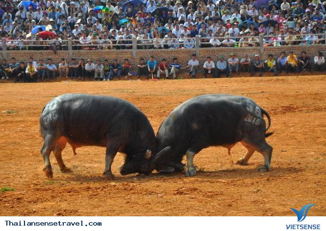 Koh Samui Thái Lan - Lễ hội chọi trâu đấu bò - Ảnh 2