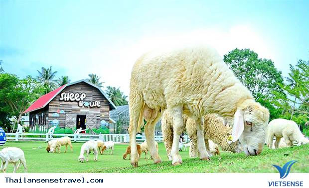 Swiss Sheep Farm Swiss Sheep Farm