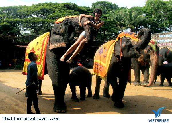Làng voi Pattaya Làng voi Pattaya