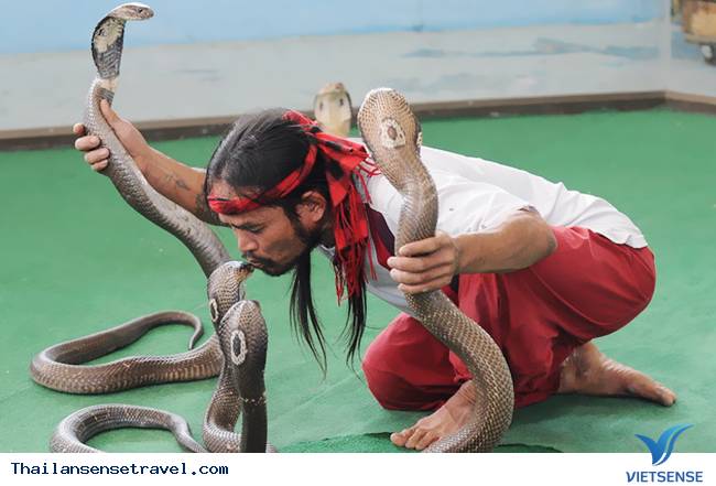 Khám phá những điều thú vị tại trại rắn Thái Lan - Ảnh 2 Khám phá những điều thú vị tại trại rắn Thái Lan - Ảnh 2