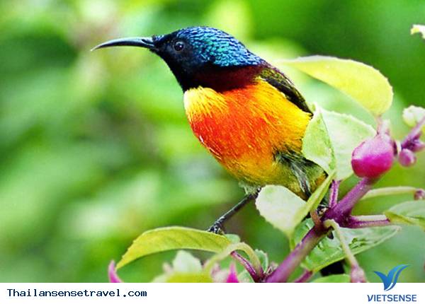 Vườn quốc gia Doi Pha Hom Pork