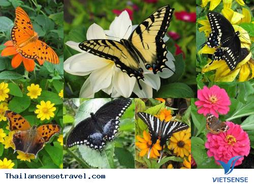 nhung-trai-nghiem-tuyet-voi-mien-phi-khi-du-lich-thai-lan