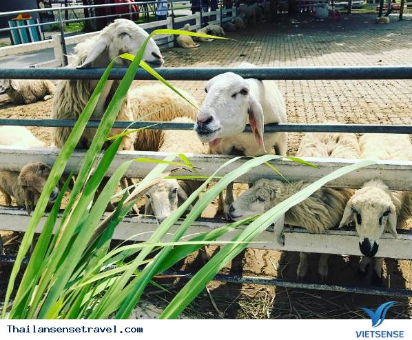 Swiss Sheep Farm - Ảnh 4 Swiss Sheep Farm - Ảnh 4