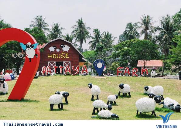 Pattaya Sheep Farm - Ảnh 1 Pattaya Sheep Farm - Ảnh 1