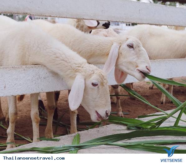 Pattaya Sheep Farm - Ảnh 4 Pattaya Sheep Farm - Ảnh 4
