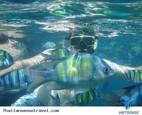 Quần đảo Koh Phi Phi - Ảnh 3 Quần đảo Koh Phi Phi - Ảnh 3