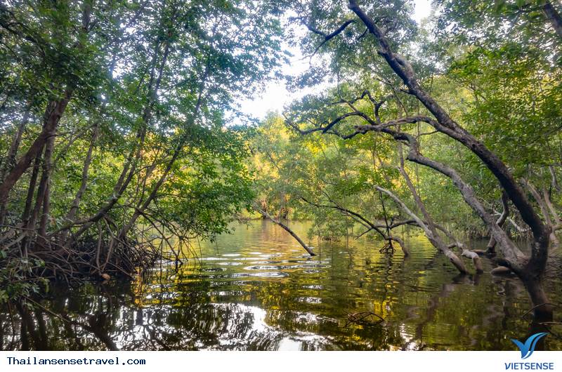 Rừng ngập mặn Prasae