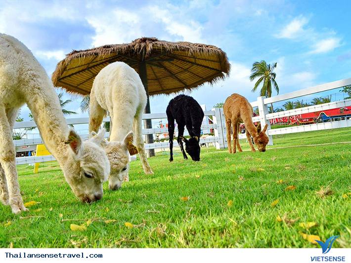 Pattaya Sheep Farm - Ảnh 2