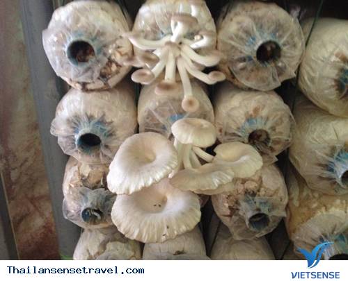 Trang trại trồng nấm