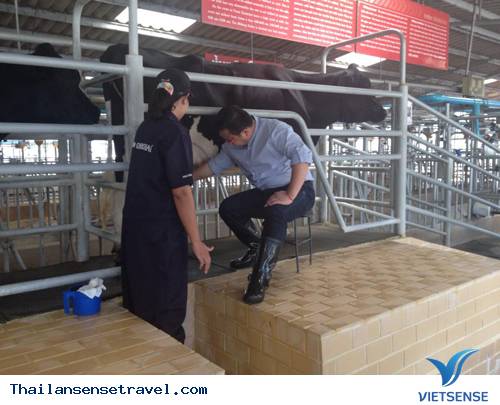 Trang trại bò sữa tại  vườn quốc gia Khao Yai