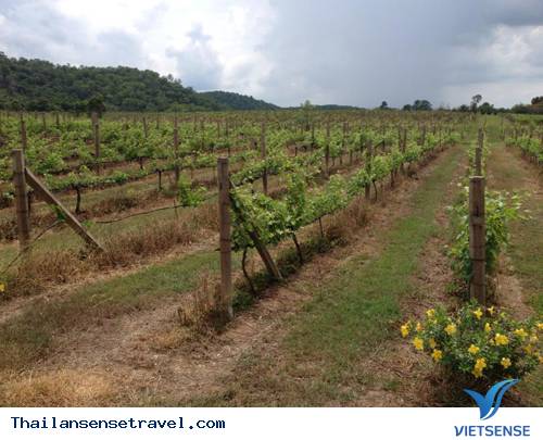 Thung lũng sản xuất rượu nho